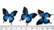 Кабошон плоский, бабочка тёмно-синяя, 32x32мм, К0392, 1шт