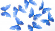 Аппликация объемная, бабочка шифоновая, 40x30мм, цвет синий, РТ-066, 1 шт